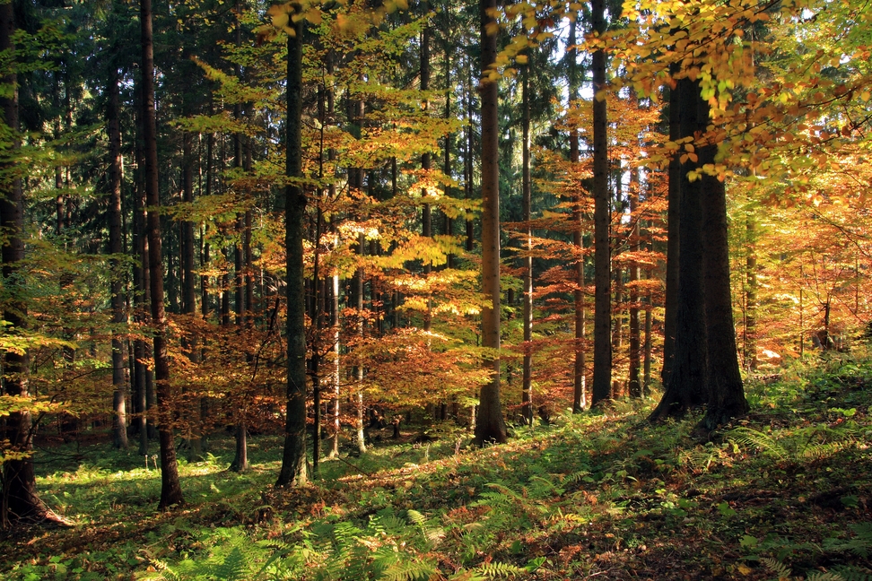 Obhospodarovanie lesného majetku